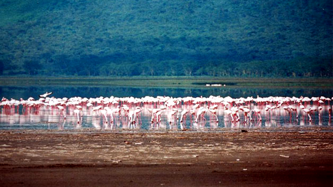 Lacul Nakuru