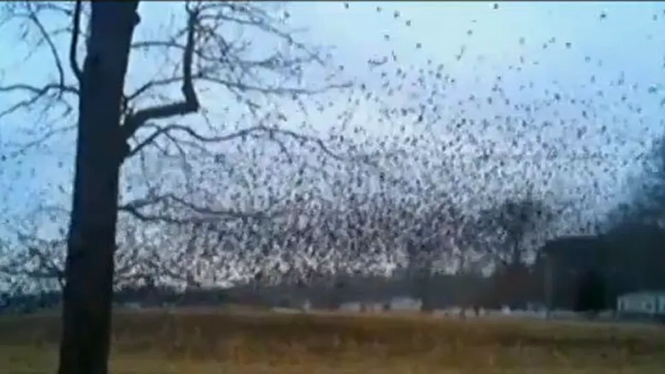 Un orășel american, invadat de păsări