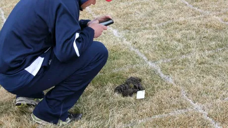 10 moduri în care poate fi folosit rahatul