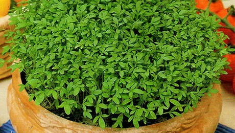 10 superalimente sănătoase și gustoase, bogate în nutrienți