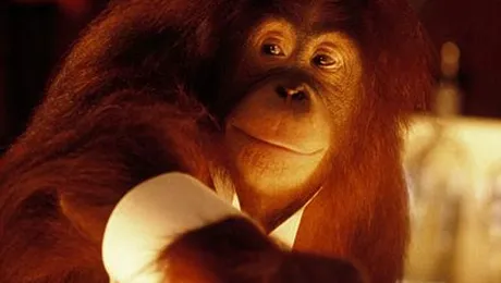 Un urangutan serveste clientii unui restaurant japonez