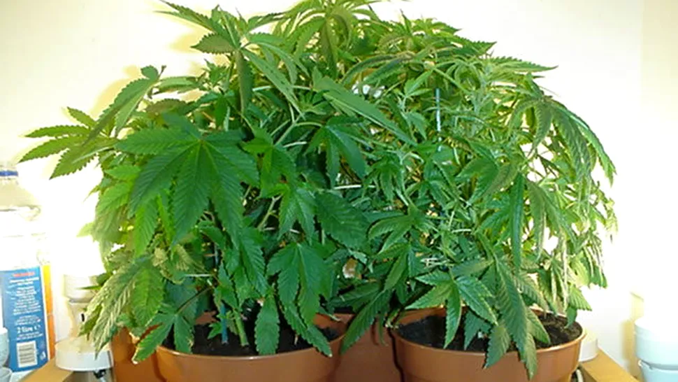 Liber la marijuana, in Elvetia