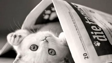 Creierul pisicii, mai capabil decat un computer