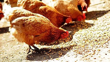 Boala Newcastle. Totul despre boala Newscastle