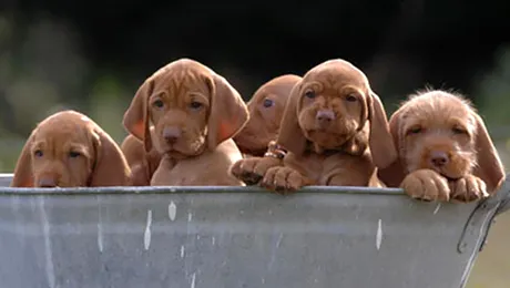 Adolescenta care a aruncat sase catei intr-un rau a fost prinsa