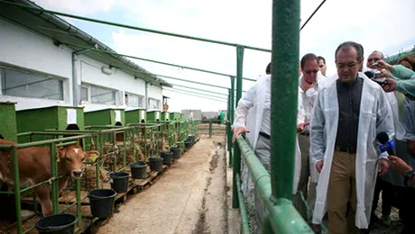 Guvernul Boc prezinta Ghidul de relaxare a gainilor si porcilor