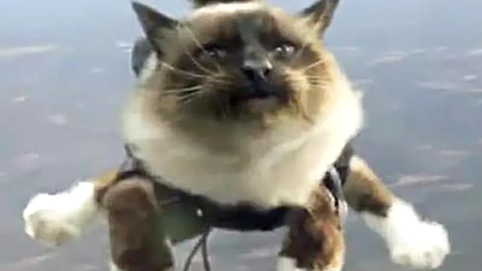 Mai simpatice decât pisicile sunt... pisicile care fac skydiving! (Video)