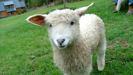 De unde vine obiceiul tăierii mielului de Paște