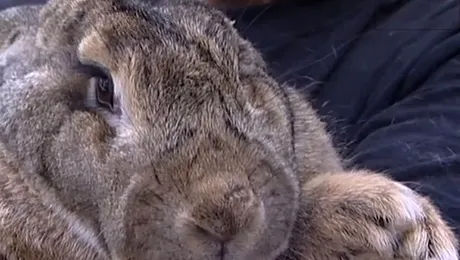Ralph a recâștigat titlul de „cel mai mare iepure din lume”