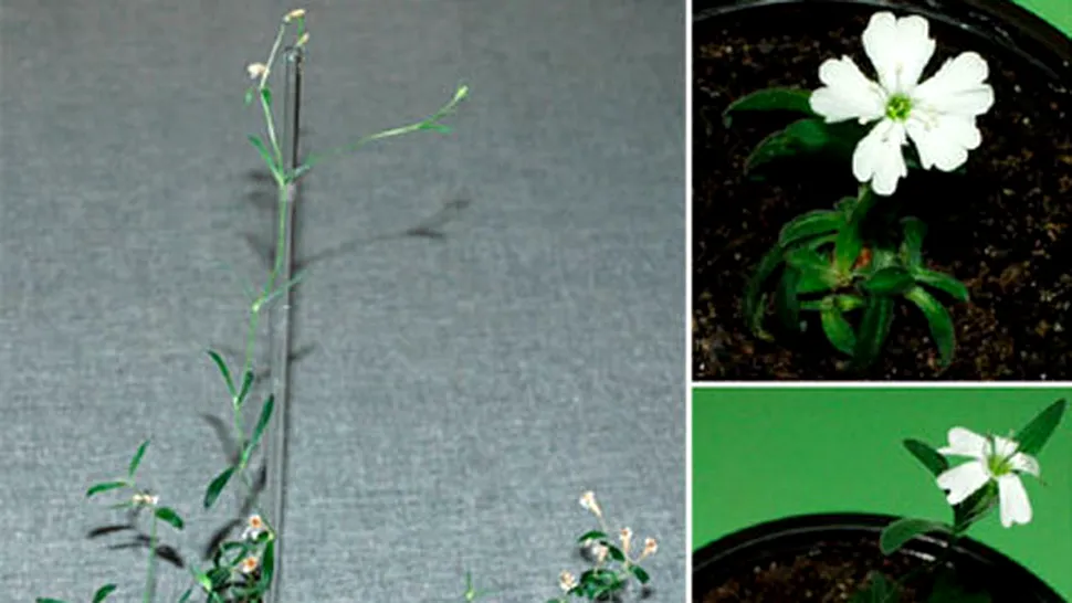Flori regenerate din semințe vechi de 30.000 de ani