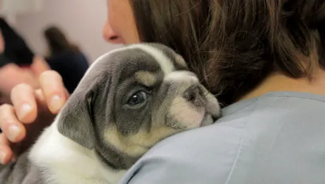 Animale la urgenţă, pe Nat Geo Wild