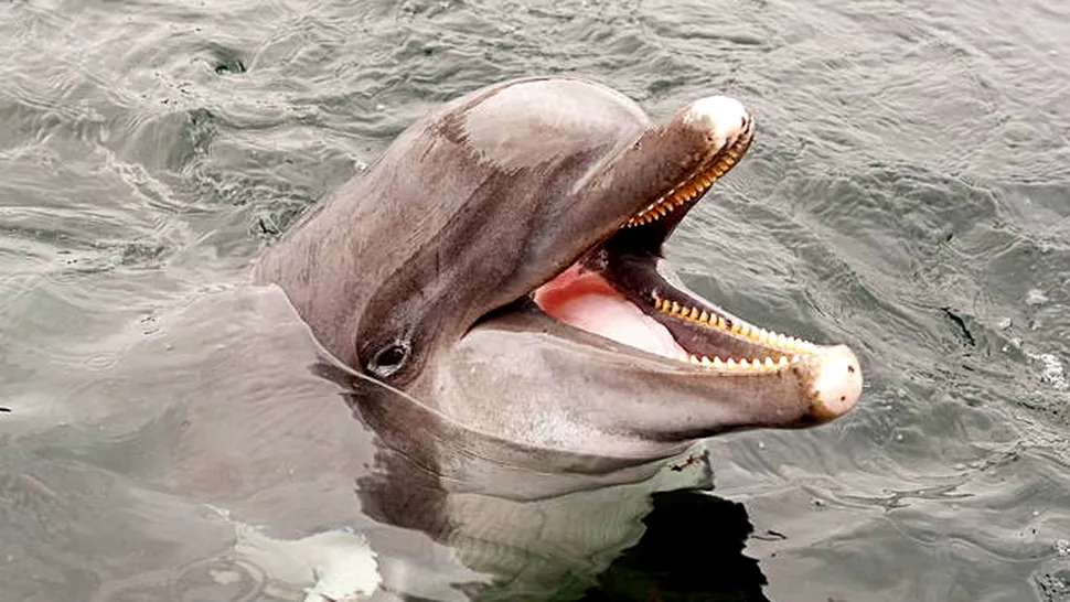 Skinny, cel mai bătrân delfin din Europa