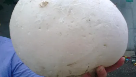Ciuperca uriasa crescuta in Romania, demna de Cartea Recordurilor