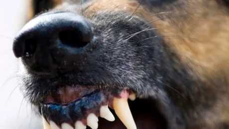 Copil ucis de câini, în Parcul Tei din București