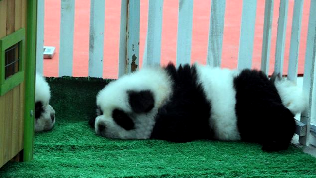 cainele panda