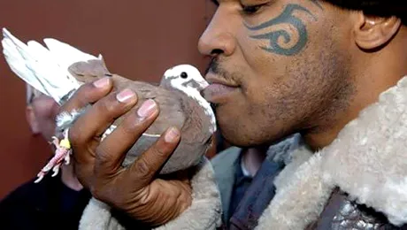 Mike Tyson creste 2.500 de porumbei