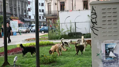 Cainii vagabonzi, un rau necesar?