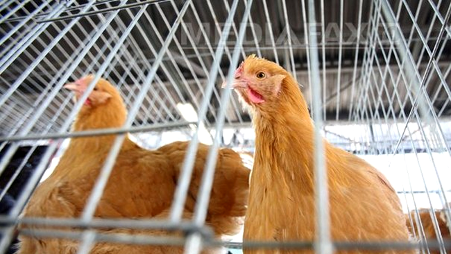 Grupa aviară a trecut, urmează pseudopesta aviară