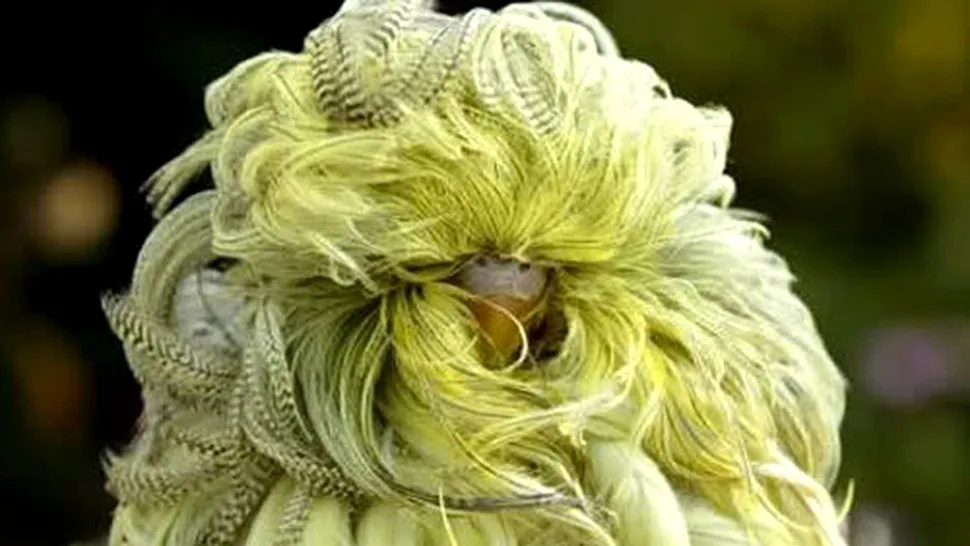 Whipper, cel mai bizar papagal din lume (Video)