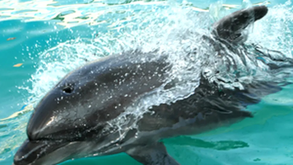 Delfinul Mark, vedeta Delfinariului din Constanta, a murit