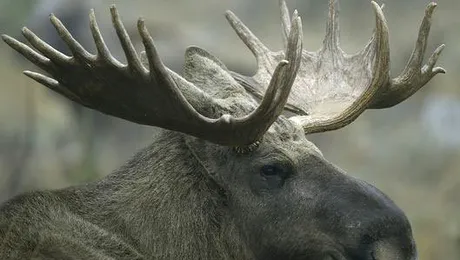 Un bărbat a reclamat la poliție un grup de… elani beți