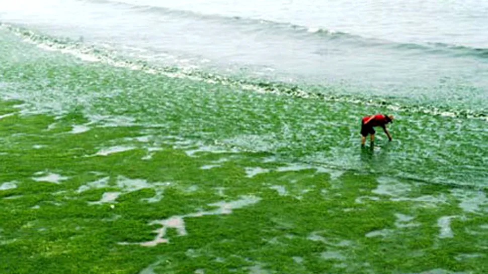 Algele marine au invadat apele si plajele din China! Totul este verde (Poze & Video)