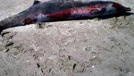 Cea mai rară balenă din lume, văzută pentru prima dată