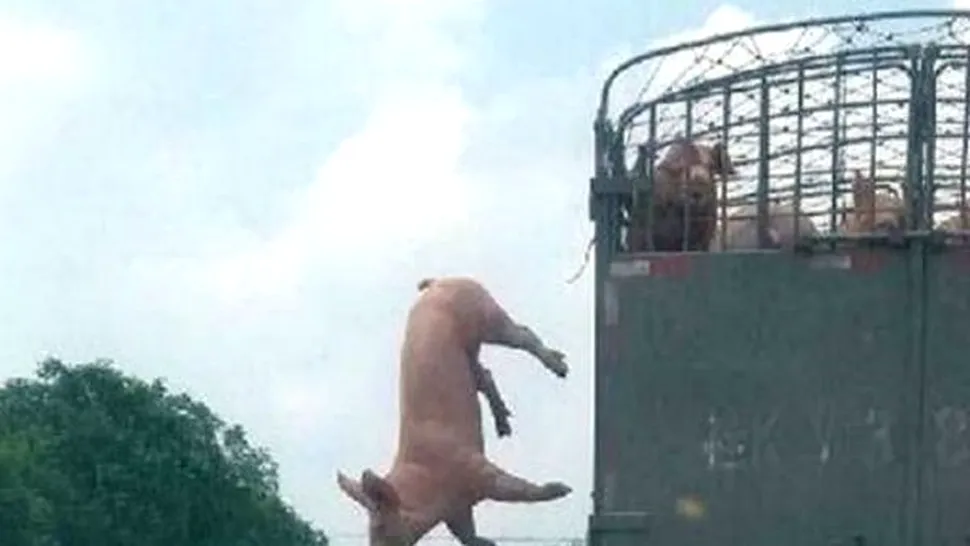 În drum spre abator, un porc a evadat din camion! (Foto)