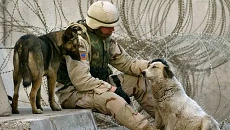 Al-Qaeda a folosit caini ca sa doboare un avion cargo