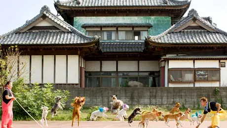 13 caini au intrat in Cartea Recordurilor, sarind coarda simultan (Video)