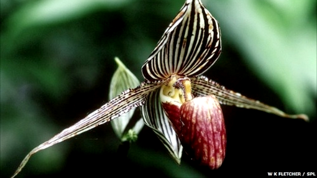 Orhideea Gold of Kinabalu