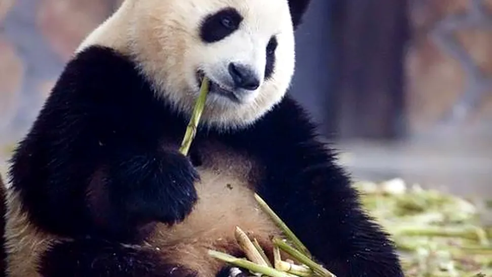 Cel mai scump ceai din lume, realizat din excrementele ursilor panda