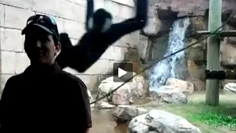 Cel mai elaborat „atac” din partea unei maimuțe gibon (Video)