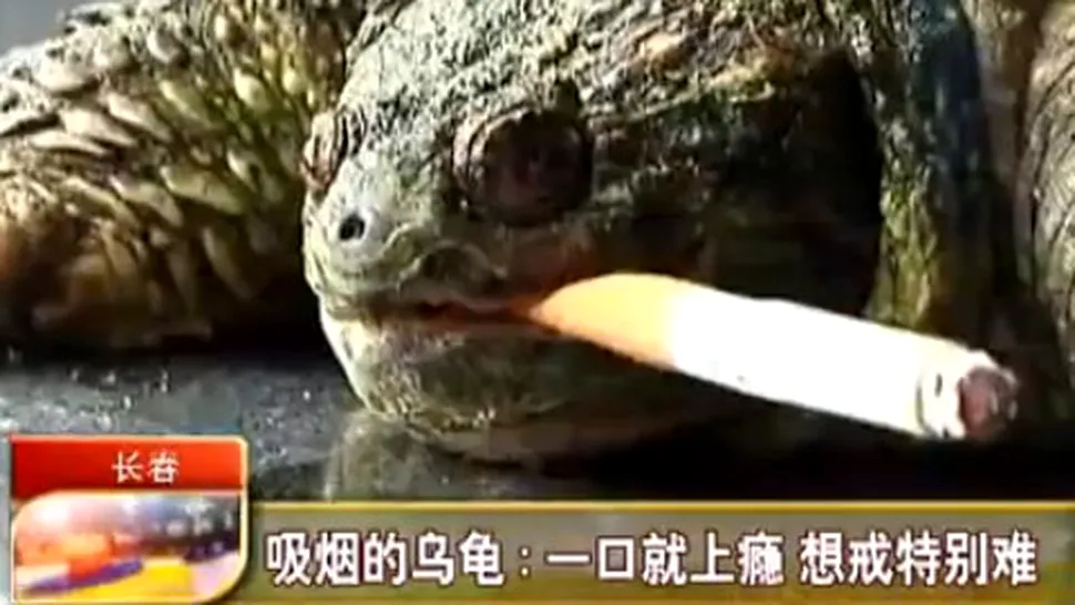 Broasca țestoasă care nu mai lasă țigările... din cioc (Video)