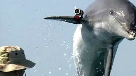 Marina SUA foloseste delfini, in misiuni speciale