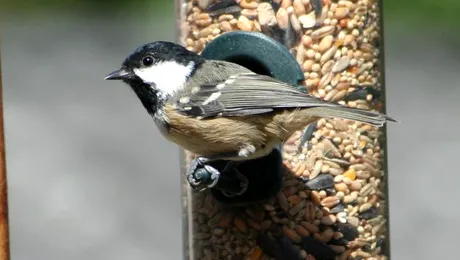Hranirea pasarilor salbatice creeaza noi specii