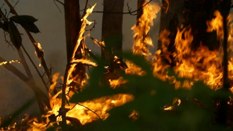 15 hectare de vegetatie arse in urma unui incendiu in Muntii Baiului
