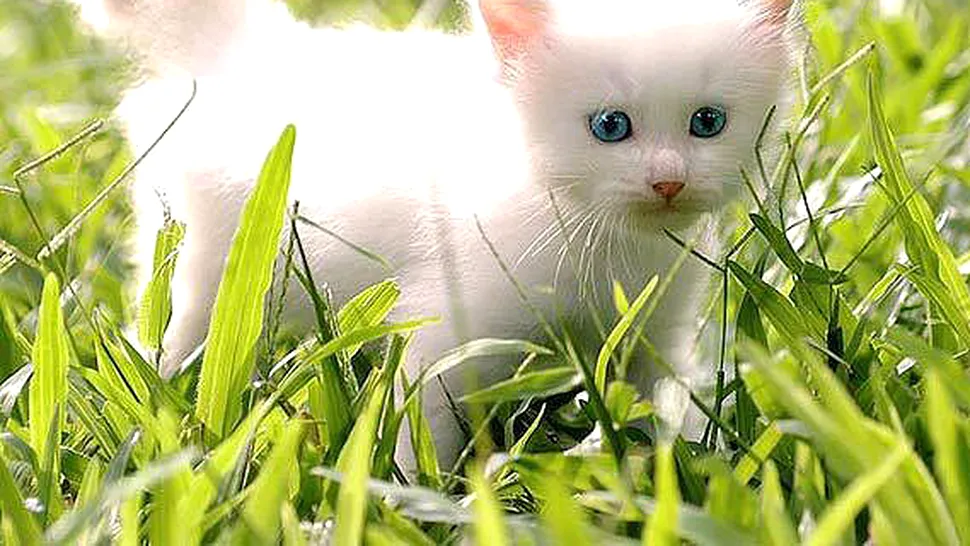 Alba ca Zapada este cea mai frumoasa... pisica! (Poze)