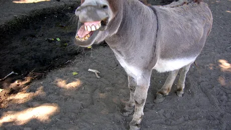 Branza de magarita, cea mai scumpa din lume?