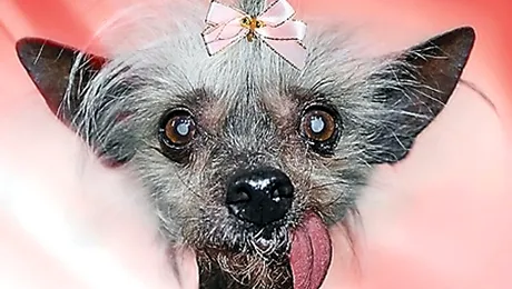 A murit cel mai urat caine din lume