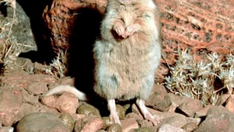 Îți vine să crezi? Și șoarecii cântă!