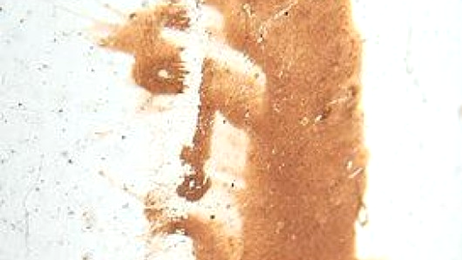 Imaginea lui Iisus pe o teava