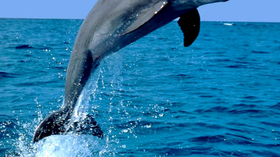 Pot delfinii să vorbească? 