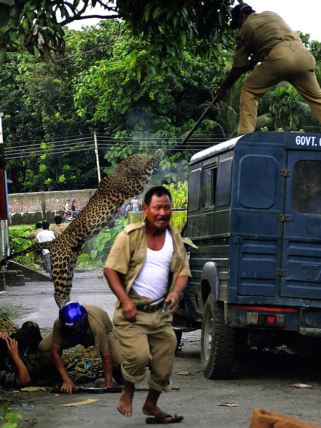 Leopardul a fost rezistent la tranchilizante, fapt ce i-a adus moartea