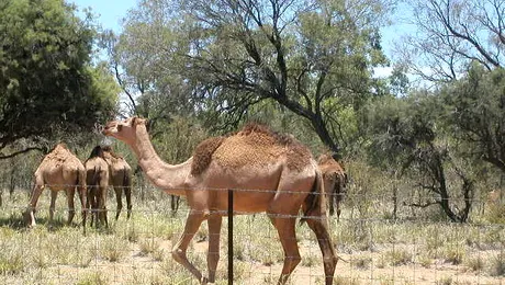 Australia: Liber la impuscat camile!