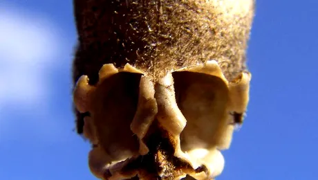 Floarea-dragon, o ciudățenie a naturii (Poze)