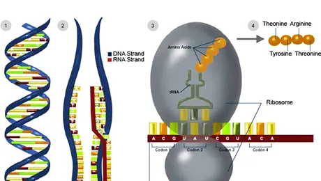 Probele ADN nu sunt infailibile