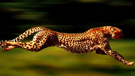 Top 10 cele mai rapide animale de pe Pământ