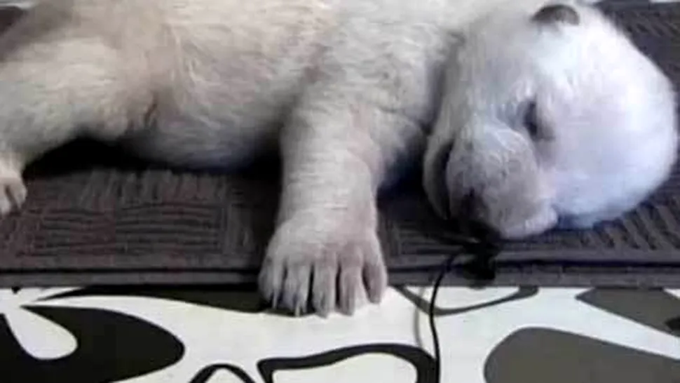 Siku, ursul polar vedeta pe internet