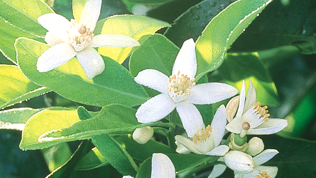 flori si frunze de portocal